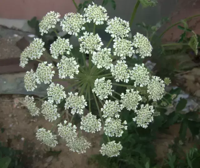 巨型猪笼草有毒吗，巨型猪笼草图片大全（这十大危险植物大人小孩都别乱碰）