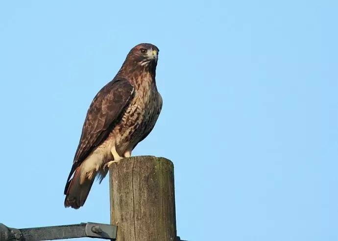 学名叫做红尾鵟(kuáng)6提比略(tiberius)品种:红尾鵟价格:无价兔子