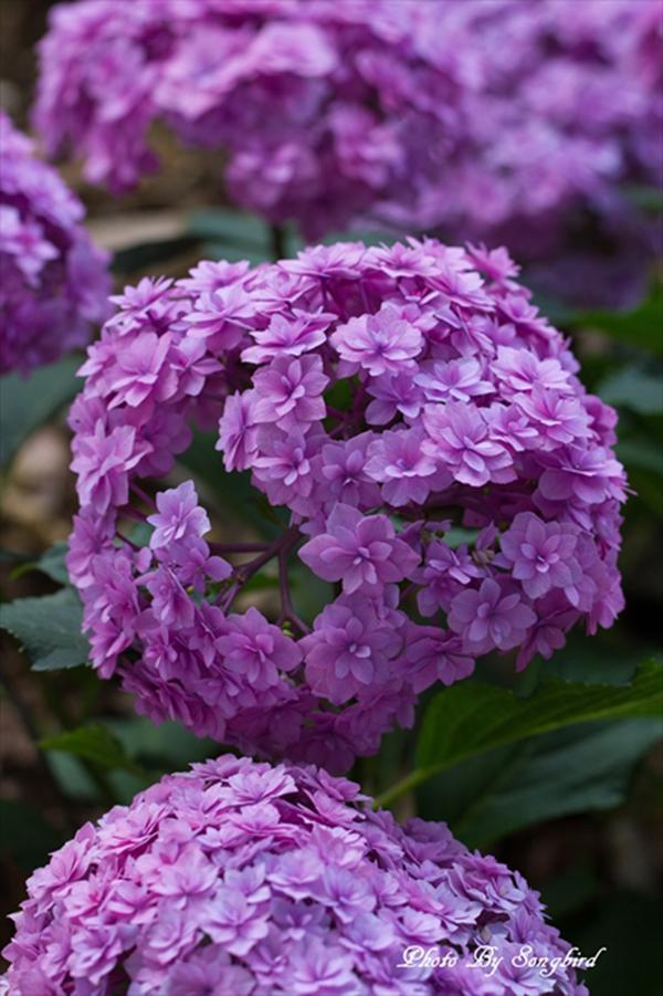 无尽夏（无尽夏绣球，重瓣绣球“无尽夏”——银河（无尽夏绣球百度百科）