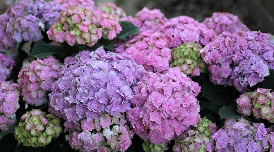 无尽夏（无尽夏绣球，重瓣绣球“无尽夏”——银河（无尽夏绣球百度百科）