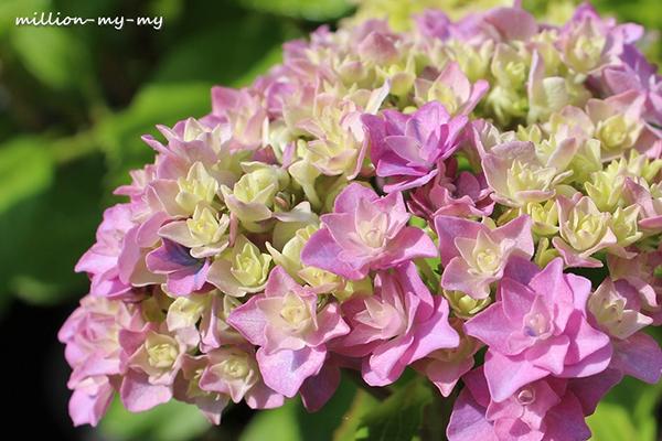 无尽夏（无尽夏绣球，重瓣绣球“无尽夏”——银河（无尽夏绣球百度百科）