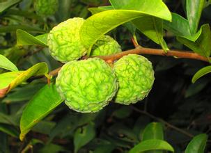 穿山甲的功效与作用是什么，植物中的穿山甲