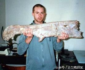 为什么海相地层中会有陆生爬行动物的化石，高山上有海洋生物化石是地壳运动吗（揭开最大食肉恐龙的神秘面纱）