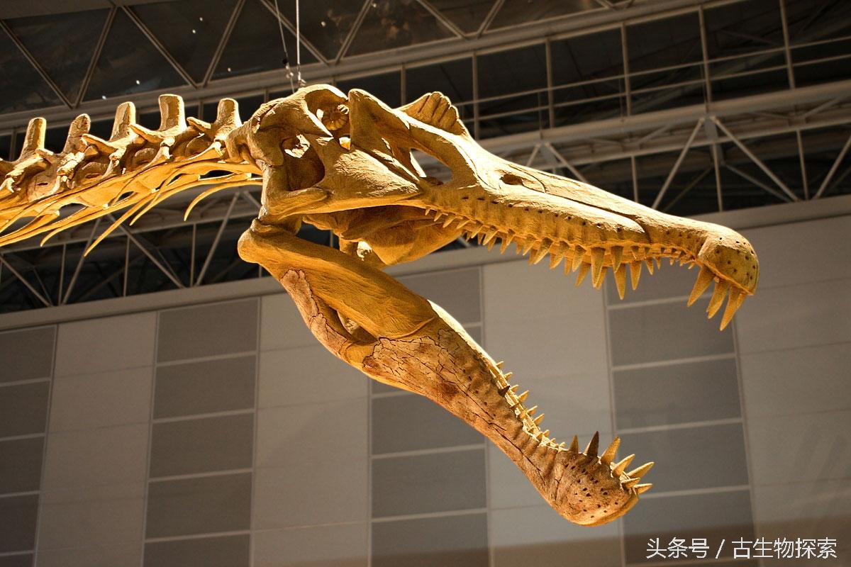 为什么海相地层中会有陆生爬行动物的化石，高山上有海洋生物化石是地壳运动吗（揭开最大食肉恐龙的神秘面纱）