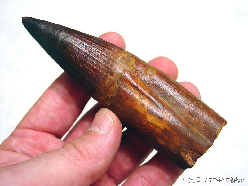 为什么海相地层中会有陆生爬行动物的化石，高山上有海洋生物化石是地壳运动吗（揭开最大食肉恐龙的神秘面纱）