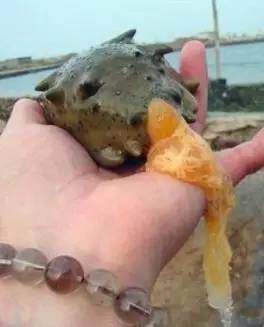 海参是动物还是植物，海苹果是动物还是植物（海参：恶心别人，成全自己）