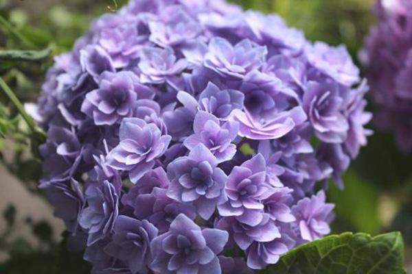 无尽夏（无尽夏绣球，重瓣绣球“无尽夏”——银河（无尽夏绣球百度百科）