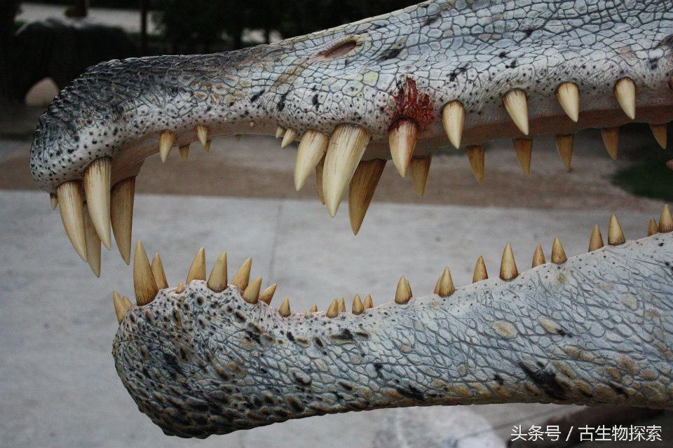 为什么海相地层中会有陆生爬行动物的化石，高山上有海洋生物化石是地壳运动吗（揭开最大食肉恐龙的神秘面纱）