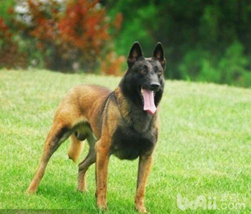 牧羊犬有哪些品种，牧羊犬种类（德国牧羊犬种类）