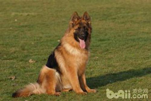 牧羊犬有哪些品种，牧羊犬种类（德国牧羊犬种类）