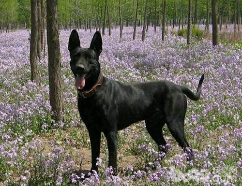 牧羊犬有哪些品种，牧羊犬种类（德国牧羊犬种类）