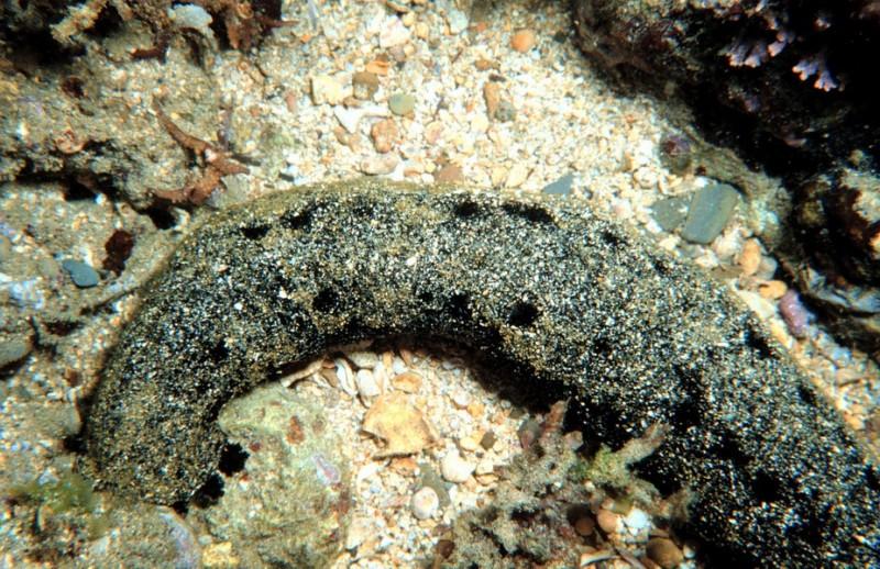 海参是动物还是植物，海苹果是动物还是植物（海参：恶心别人，成全自己）