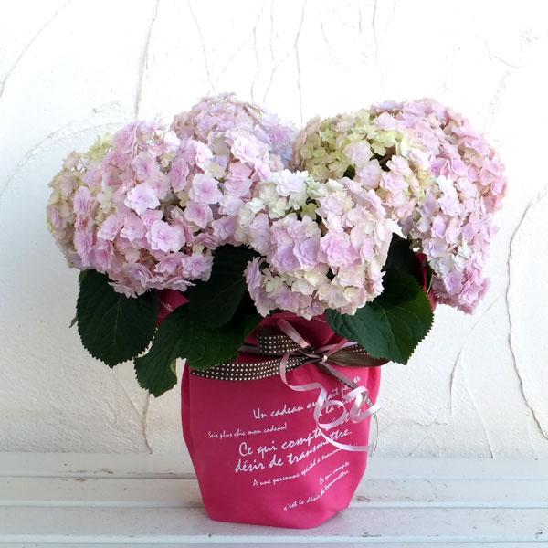 无尽夏（无尽夏绣球，重瓣绣球“无尽夏”——银河（无尽夏绣球百度百科）