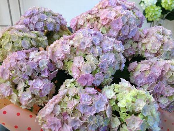 无尽夏（无尽夏绣球，重瓣绣球“无尽夏”——银河（无尽夏绣球百度百科）