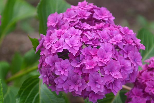 无尽夏（无尽夏绣球，重瓣绣球“无尽夏”——银河（无尽夏绣球百度百科）