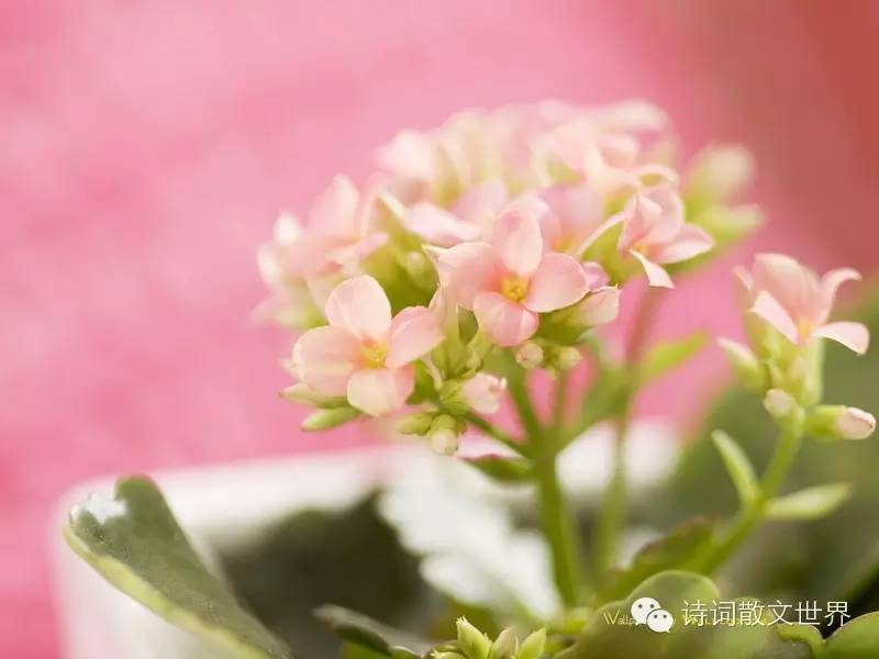 席慕容简介，席慕容简介300字（席慕蓉：最美的八首诗歌）