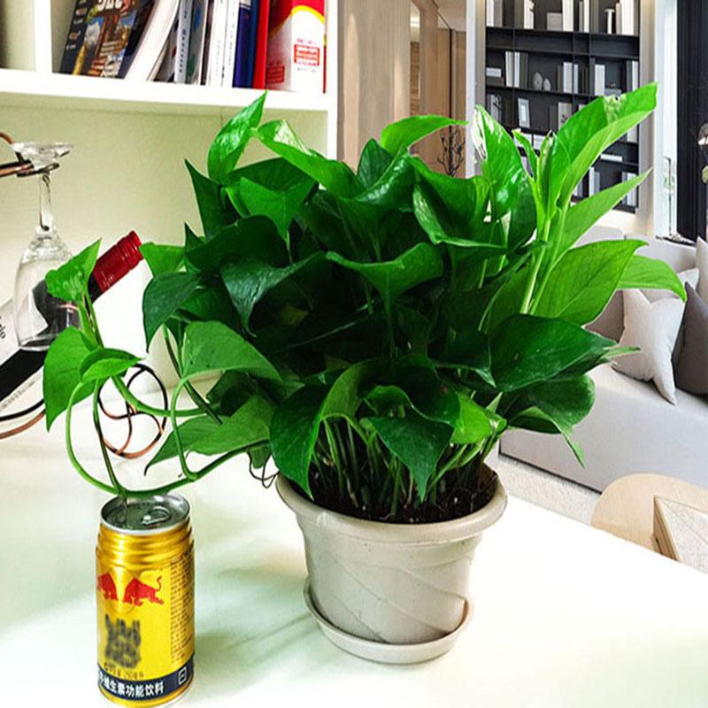 绿萝的养护方法，绿萝的养殖方法和浇水（绿萝的植物学特征生物学特性和栽培管理）