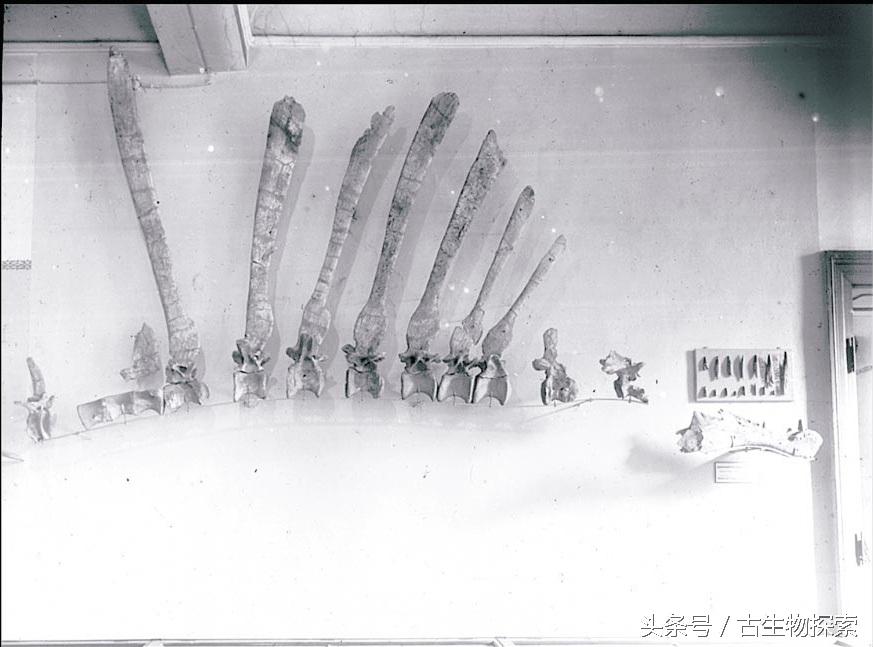 为什么海相地层中会有陆生爬行动物的化石，高山上有海洋生物化石是地壳运动吗（揭开最大食肉恐龙的神秘面纱）