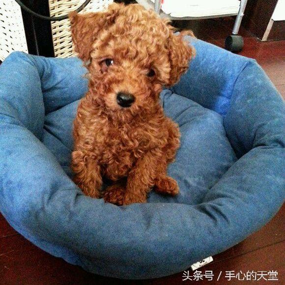 泰迪犬性格特点有哪些？（了解泰迪犬性格特点的五大指南）