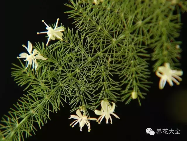 文竹开花，家里文竹还没开花的你（文竹开花后会死掉吗）