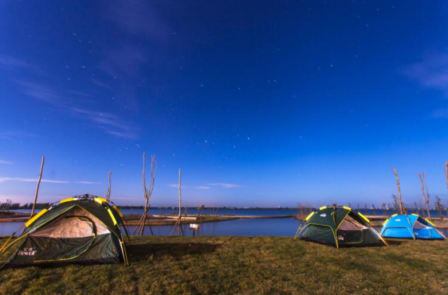 盐城想买宠物狗应该去什么地方，盐城想买宠物狗应该去什么地方上门（先到盐城大纵湖“撒个野”……）