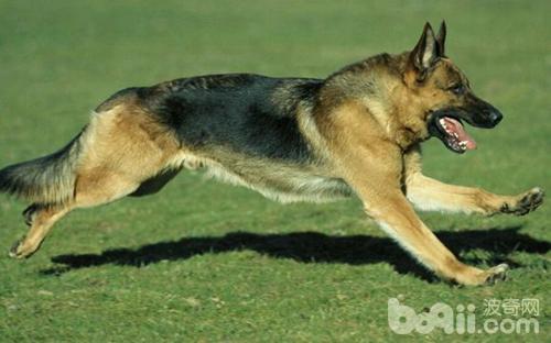 牧羊犬有哪些品种，牧羊犬种类（德国牧羊犬种类）