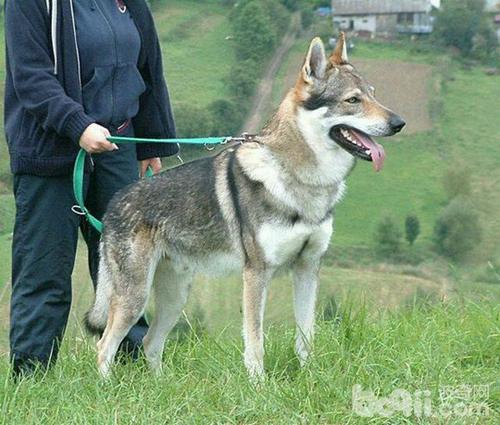 牧羊犬有哪些品种，牧羊犬种类（德国牧羊犬种类）
