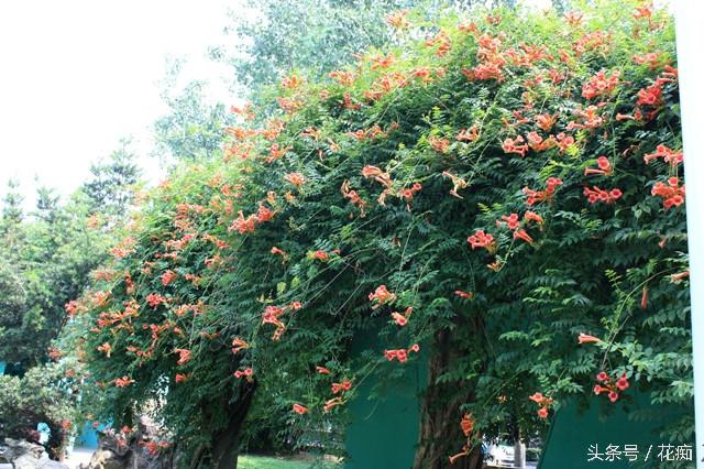 凌霄花怎么养 凌霄花的养殖方法，凌霄花怎么养（但是很多人都不知道该怎么养）