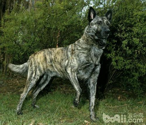 牧羊犬有哪些品种，牧羊犬种类（德国牧羊犬种类）