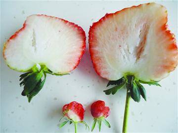 膨大剂的成分是什么，膨大剂是什么东西（这些水果居然是被膨大剂催大的）