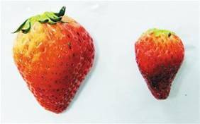 膨大剂的成分是什么，膨大剂是什么东西（这些水果居然是被膨大剂催大的）