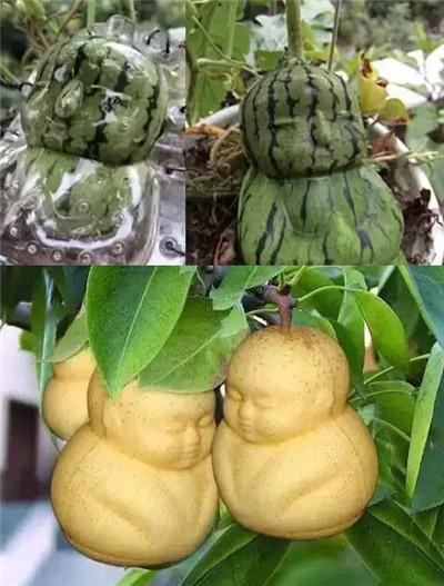 当然,如果你要"人参娃娃西瓜","人参娃娃生梨"也是应有尽