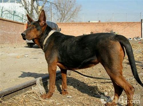 牧羊犬有哪些品种，牧羊犬种类（德国牧羊犬种类）