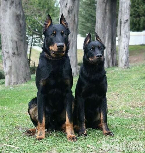 牧羊犬有哪些品种，牧羊犬种类（德国牧羊犬种类）