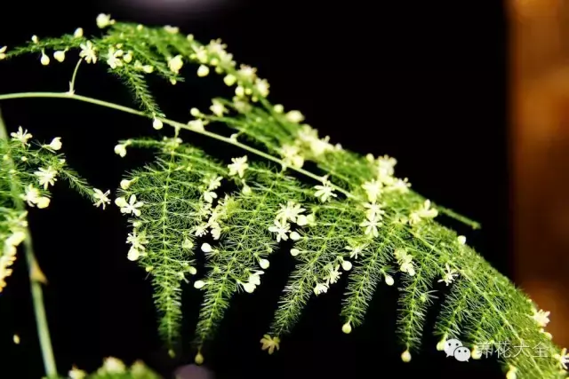文竹开花，家里文竹还没开花的你（文竹开花后会死掉吗）