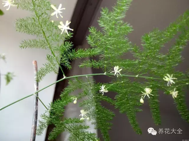 文竹开花，家里文竹还没开花的你（文竹开花后会死掉吗）