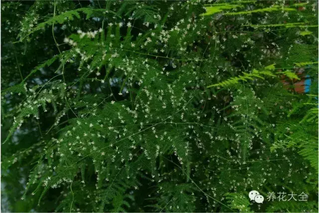 文竹开花，家里文竹还没开花的你（文竹开花后会死掉吗）