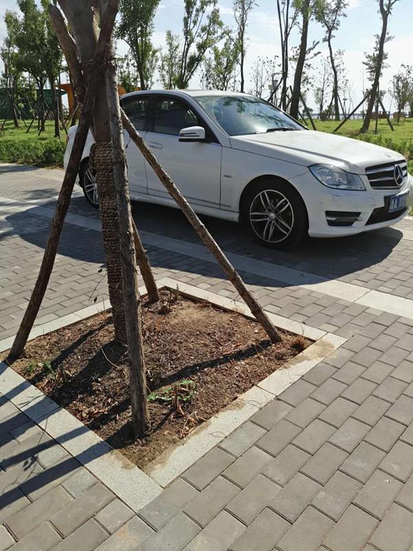 盐城想买宠物狗应该去什么地方，盐城想买宠物狗应该去什么地方上门（先到盐城大纵湖“撒个野”……）