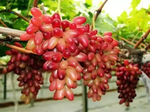 红葡萄的功效与作用，红葡萄的功效与作用是凉性还是热性（常吃这些颜色葡萄的烟台人）