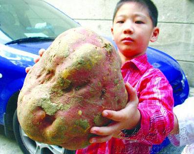 膨大剂的成分是什么，膨大剂是什么东西（这些水果居然是被膨大剂催大的）