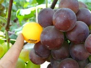 膨大剂的成分是什么，膨大剂是什么东西（这些水果居然是被膨大剂催大的）