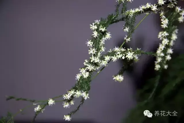 文竹开花，家里文竹还没开花的你（文竹开花后会死掉吗）