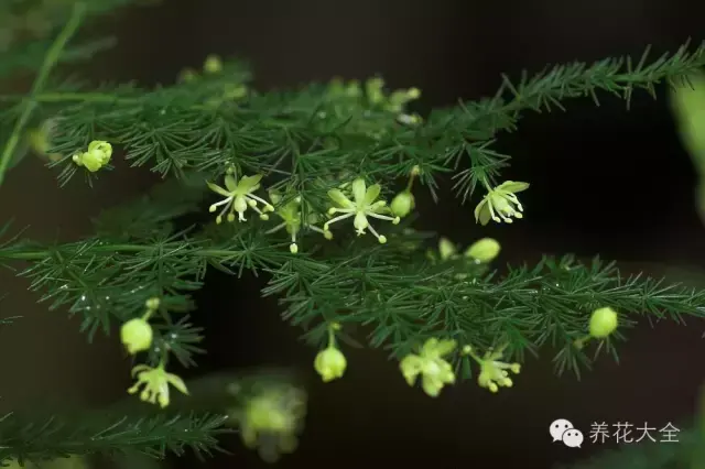 文竹开花，家里文竹还没开花的你（文竹开花后会死掉吗）