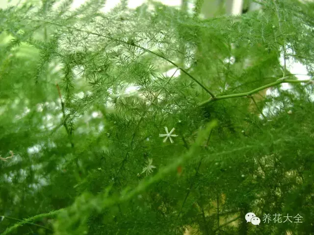 文竹开花，家里文竹还没开花的你（文竹开花后会死掉吗）