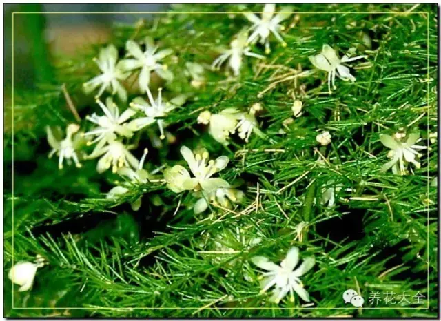 文竹开花，家里文竹还没开花的你（文竹开花后会死掉吗）