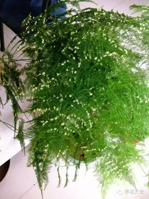 文竹开花，家里文竹还没开花的你（文竹开花后会死掉吗）