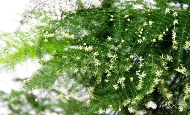 文竹开花，家里文竹还没开花的你（文竹开花后会死掉吗）