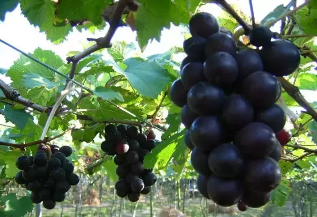 红葡萄的功效与作用，红葡萄的功效与作用是凉性还是热性（常吃这些颜色葡萄的烟台人）