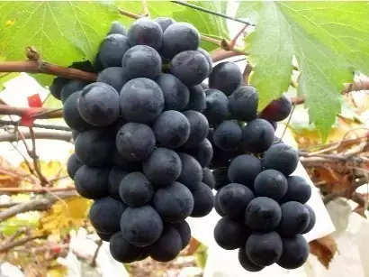 红葡萄的功效与作用，红葡萄的功效与作用是凉性还是热性（常吃这些颜色葡萄的烟台人）