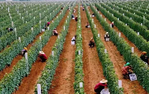 红葡萄的功效与作用，红葡萄的功效与作用是凉性还是热性（常吃这些颜色葡萄的烟台人）